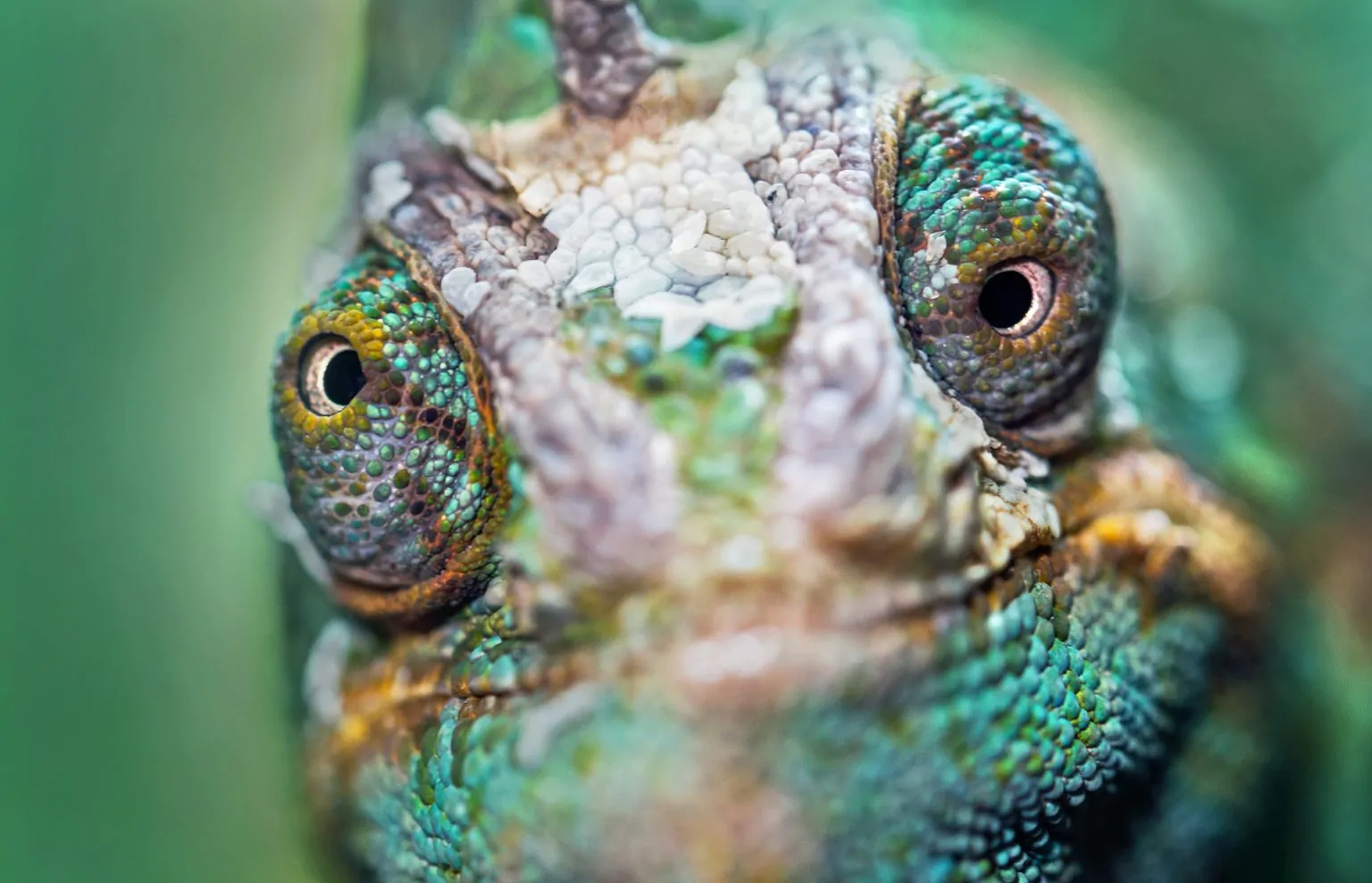 A close up of a chameleon's face, showcasing its ability to adapt with brand colors.