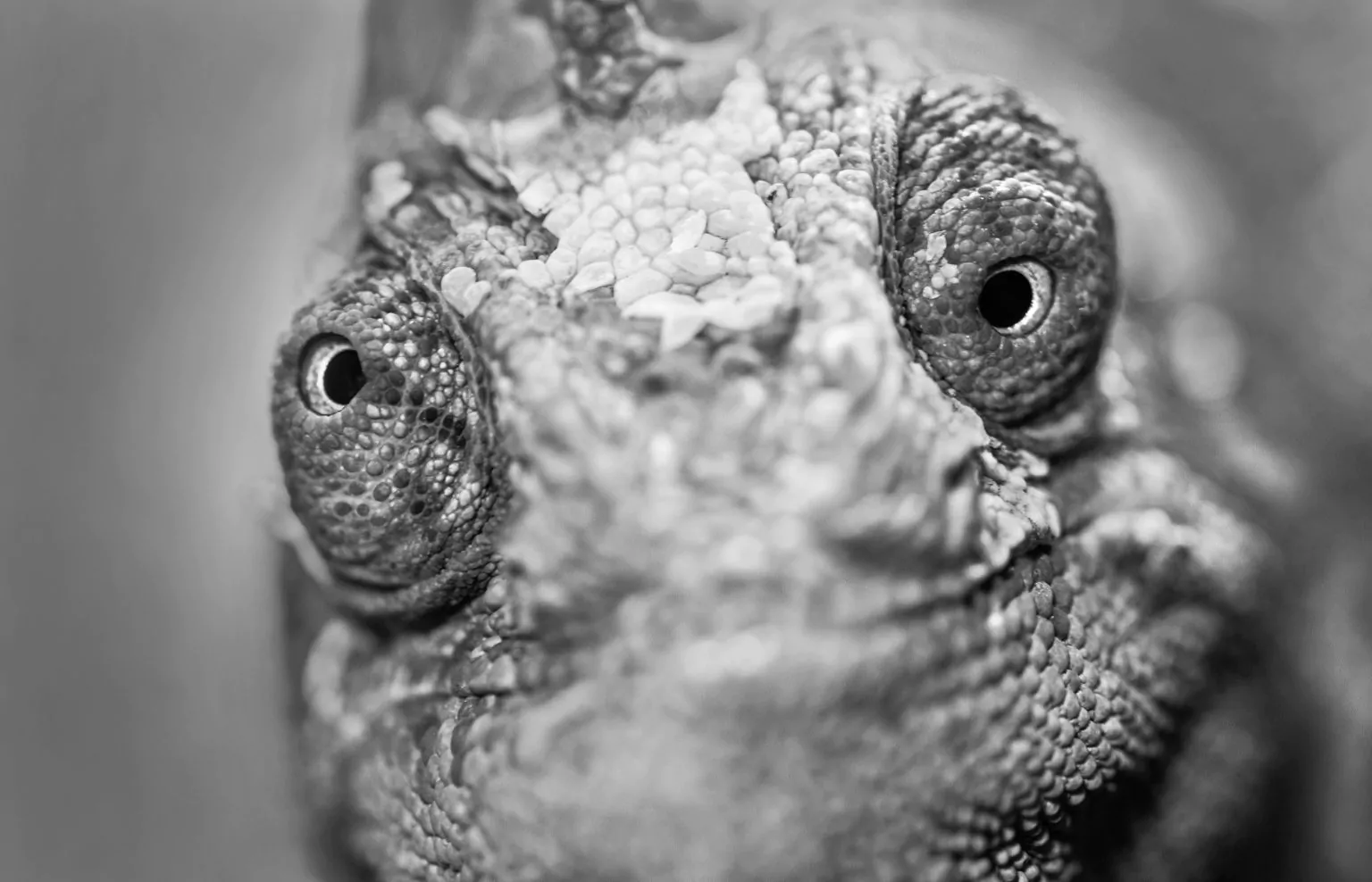 A close up of a lizard's face in brand colors.